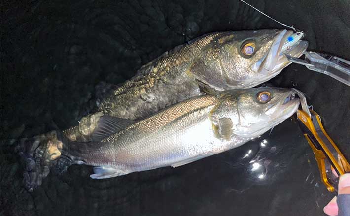 元釣具屋店員が選ぶ【お年玉1万円有効活用術】 シーバス上級者向け