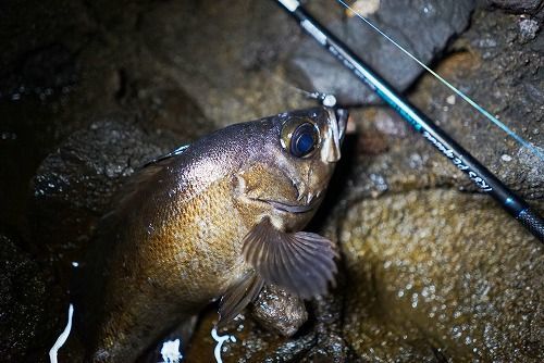 ブリーデンの主力ロッド「SPECIMEN、Glamour Rock Fish」がV2.4として