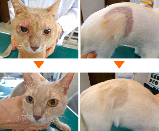 皮膚科(犬猫の皮膚病)|つるおか動物病院・埼玉県