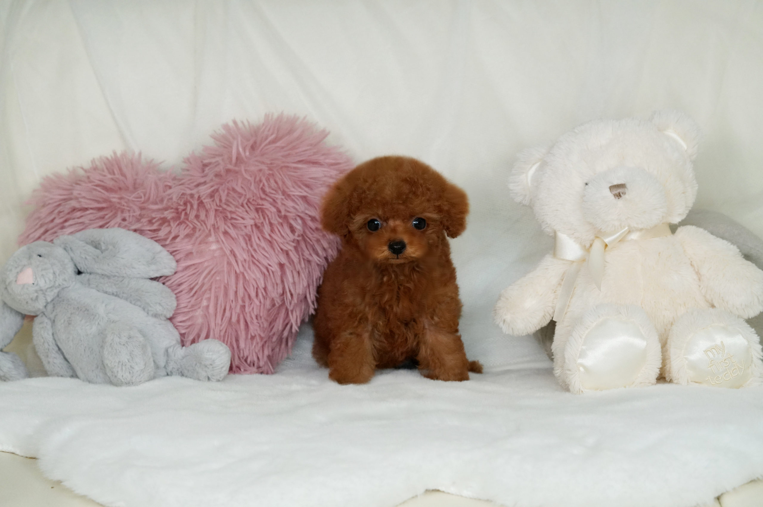 レッドのマイクロティーカップの女の子＊3430 | トイプードル専門店