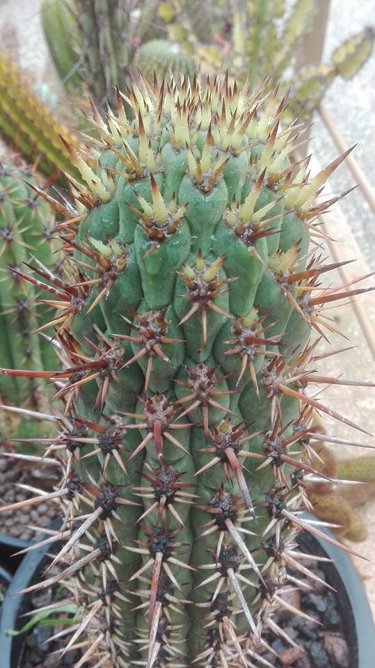 Trichocereus chiloensis (Echinopsis chiloensis) T.chilensis