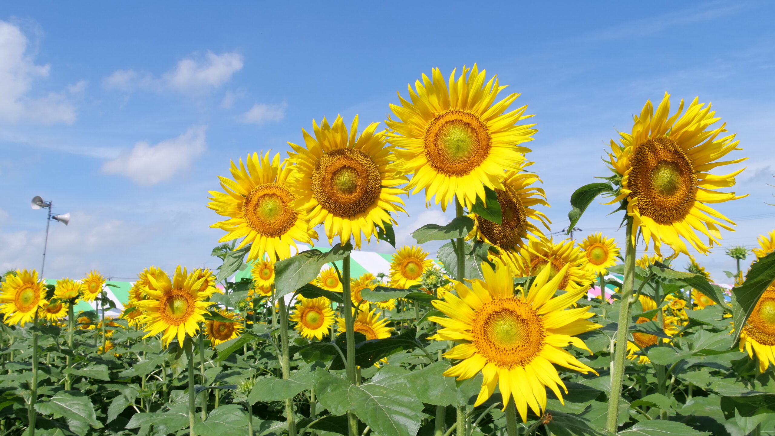 野木町の「ひまわり30万本の名所」見頃に 2025年最新の開花状況を