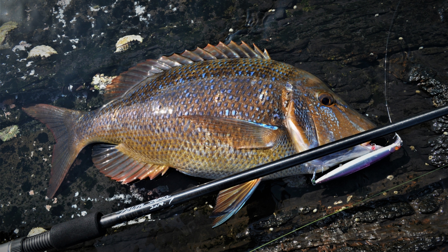 BlackAddiction 105 (HIRA Model) | TRUTH JAPAN