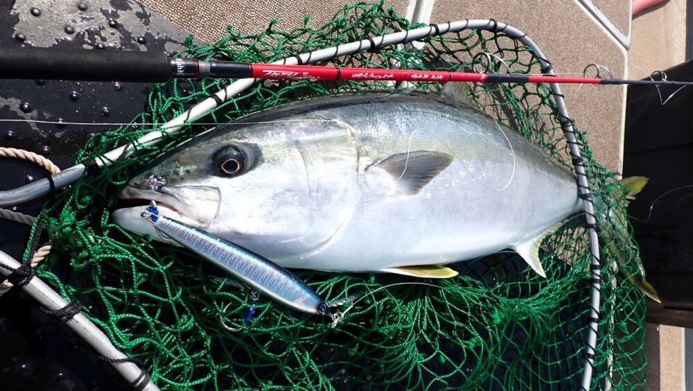 玄界灘 優 ヒラマサキャスティング (WhiteInsight 828 Custom) | TRUTH