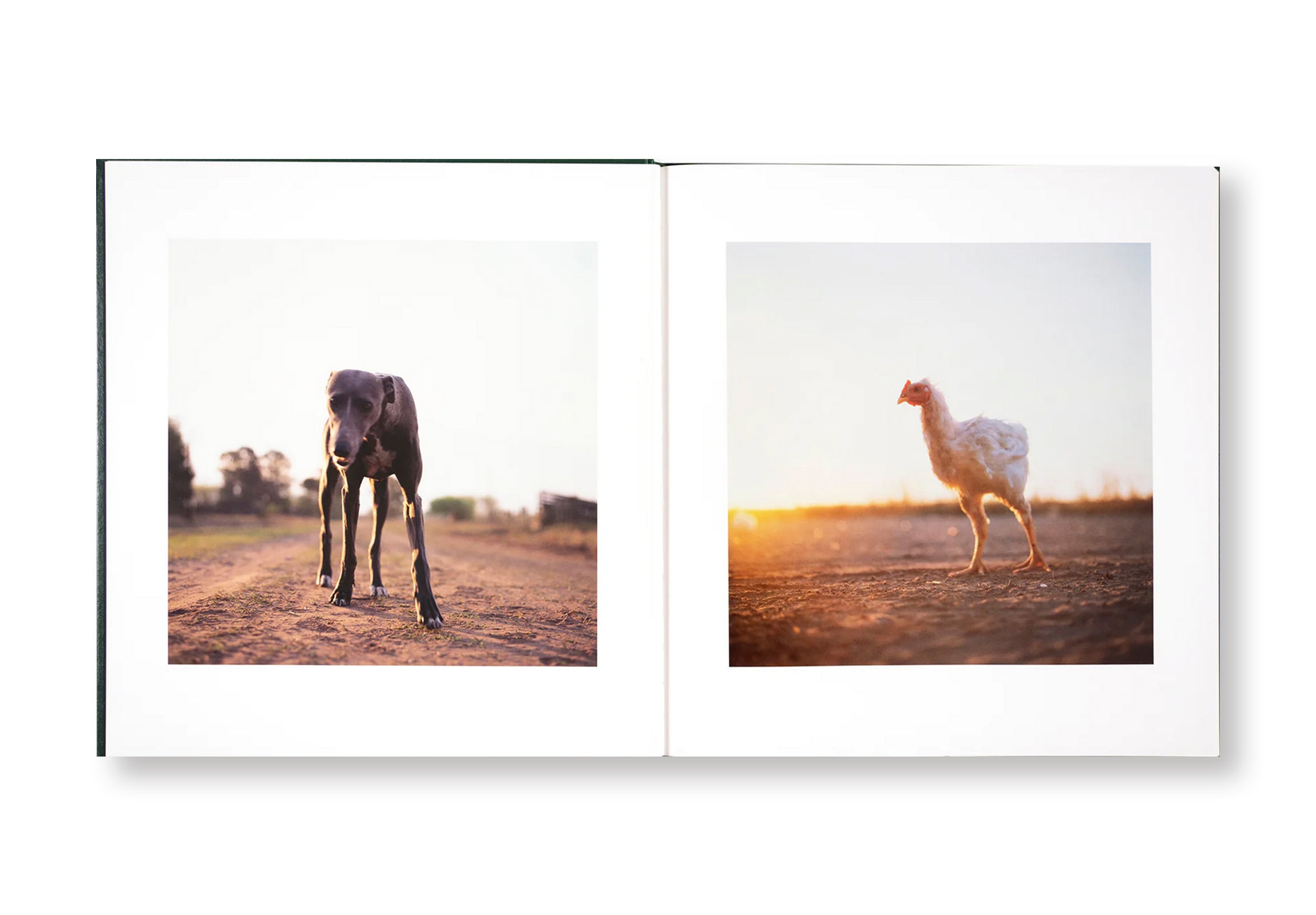 ON THE SIXTH DAY by Alessandra Sanguinetti – twelvebooks