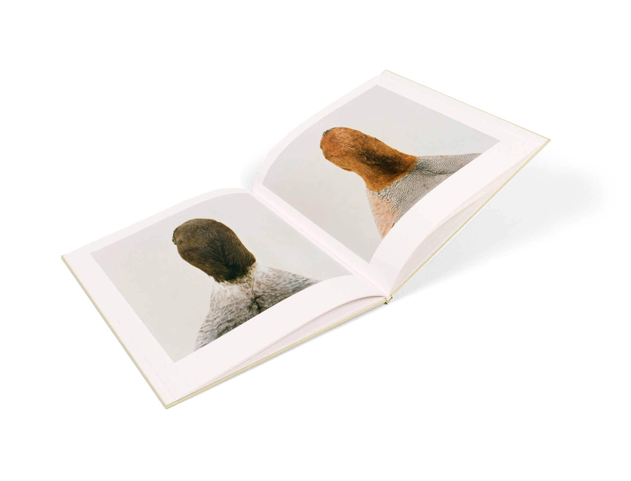 BIRD by Roni Horn – twelvebooks