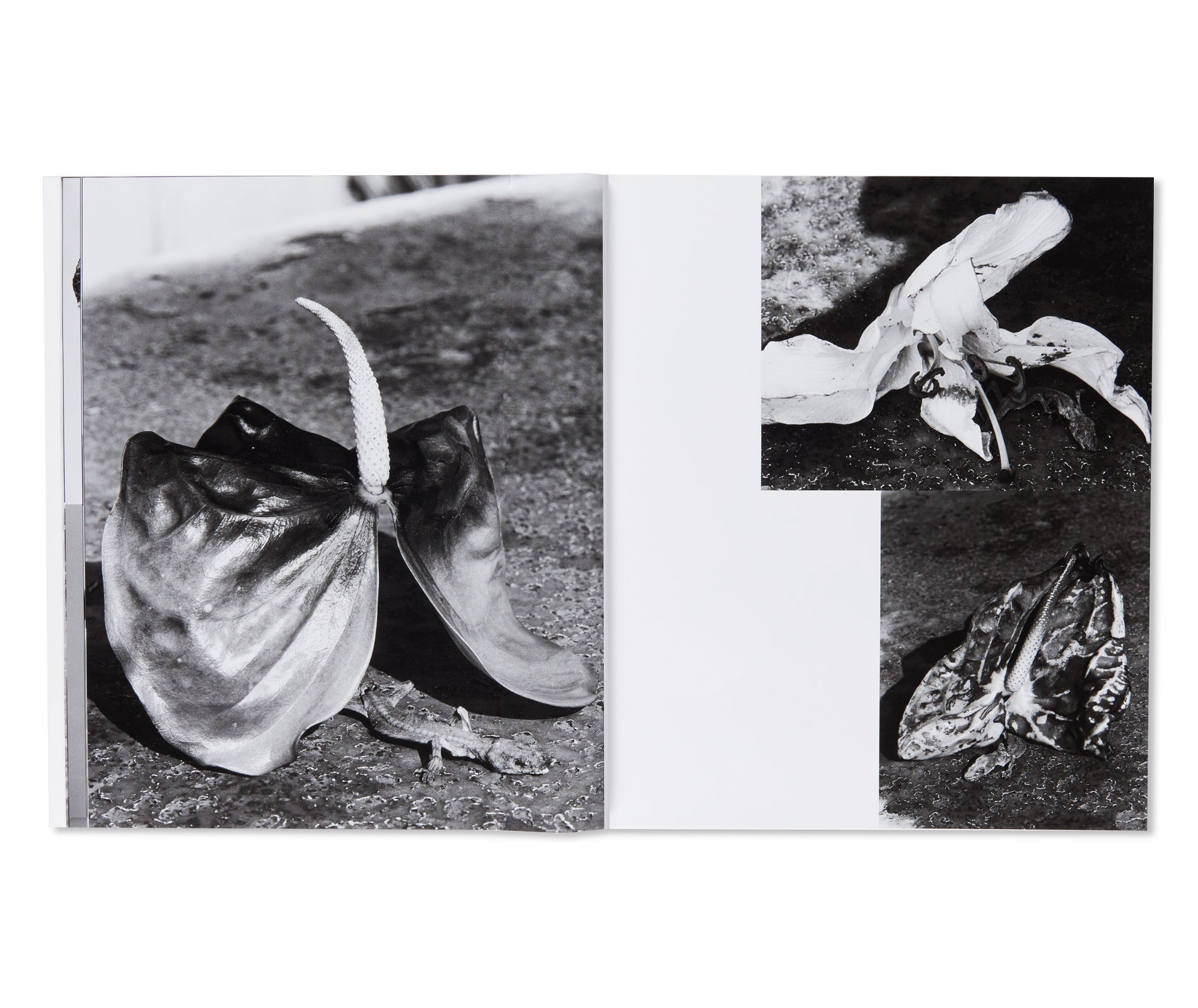 愛ノ花 / AI NO HANA by Nobuyoshi Araki – twelvebooks