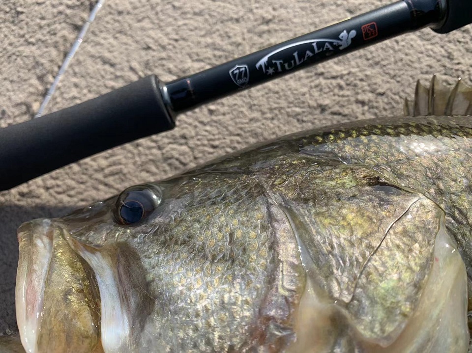 TULALA | Ford every stream | » 【STAFF】NEWモンストロ