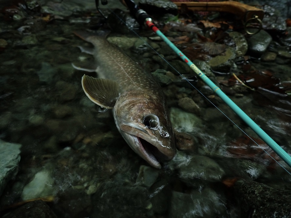 TULALA | Ford every stream | » 【STAFF】青柳流！ソルシエ52ULの