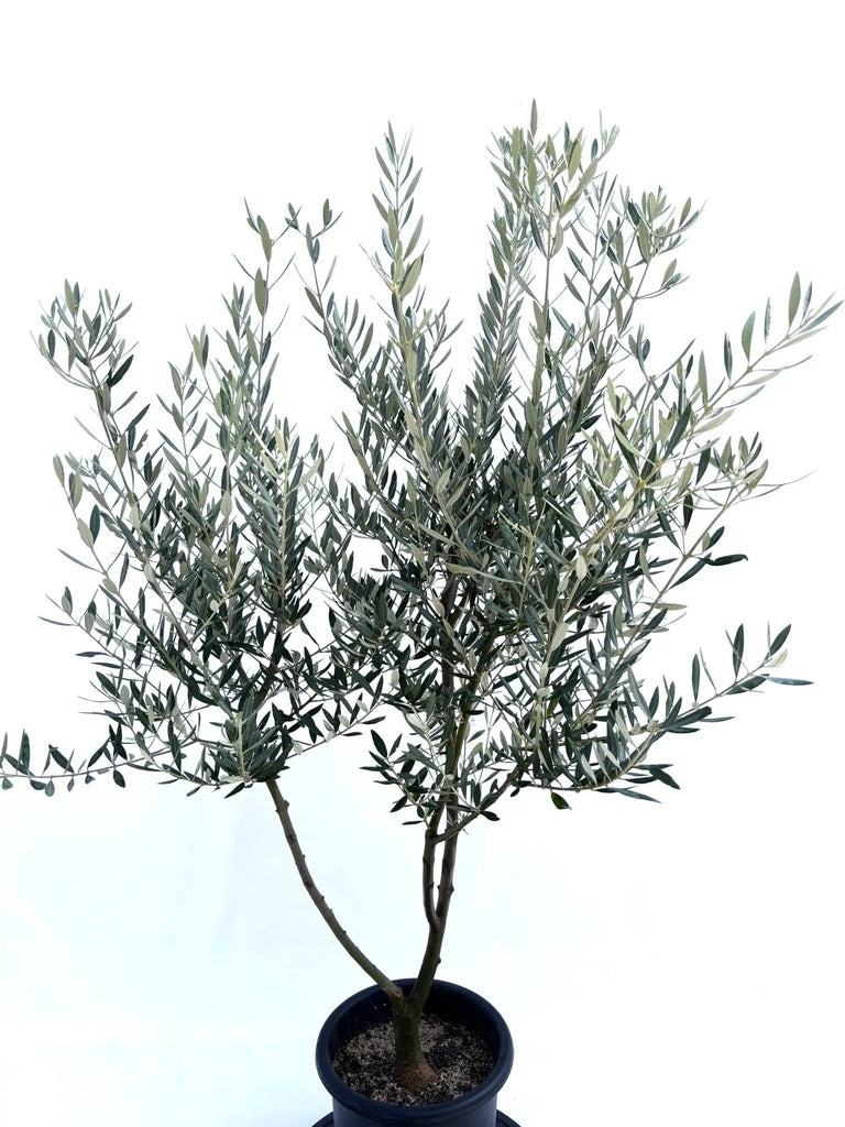 NEWホジブランコ（オリーブの木）｜Mサイズ｜No.10675｜約145cm｜人気