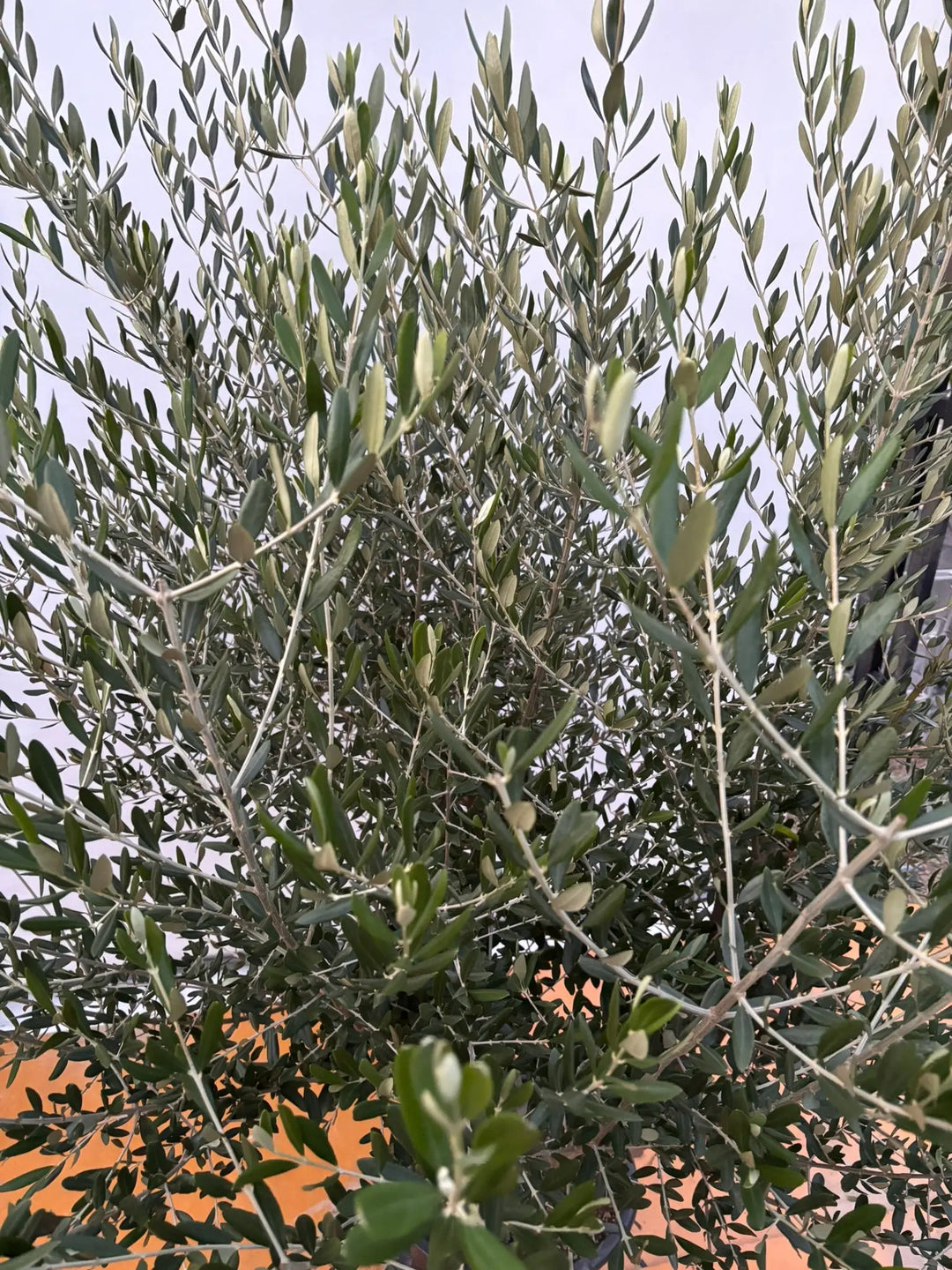 NEW【法人限定】ルッカ（オリーブの木）｜XLサイズ｜NO.2078｜約210cm