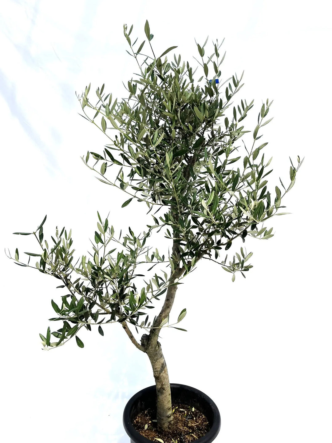 アメリカン Lサイズ 約150cm NO.10231 オリーブの木 - 株式会社鶴亀園