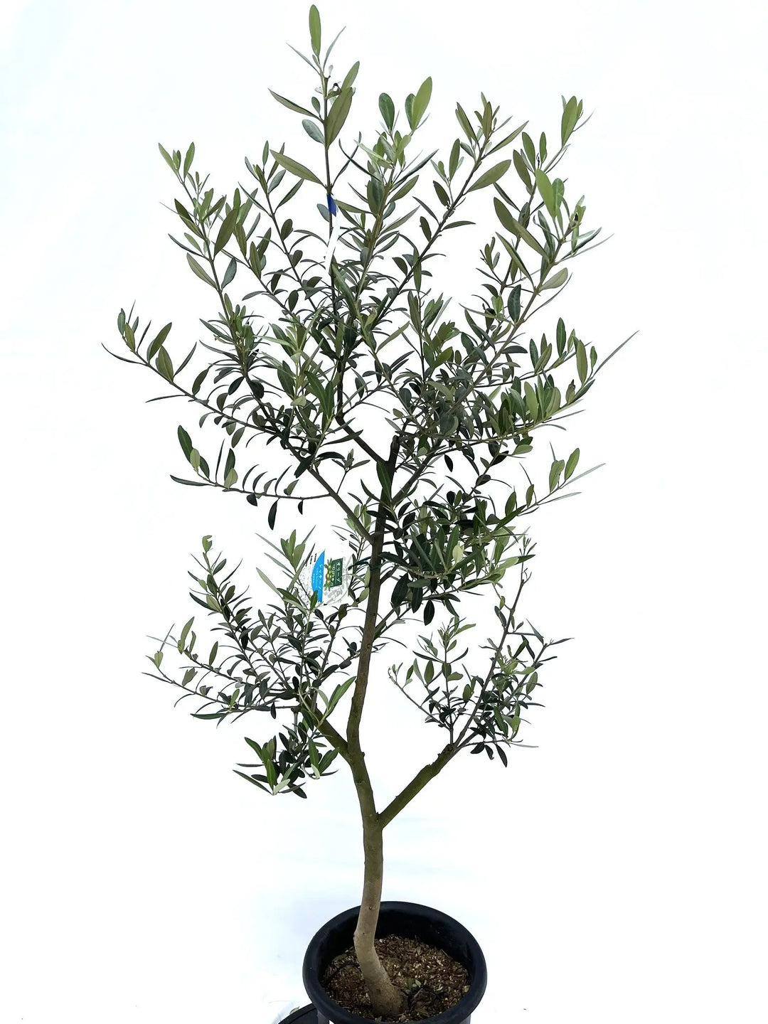 レッチーノ Mサイズ 約140cm NO.10204 オリーブの木 - 株式会社鶴亀園