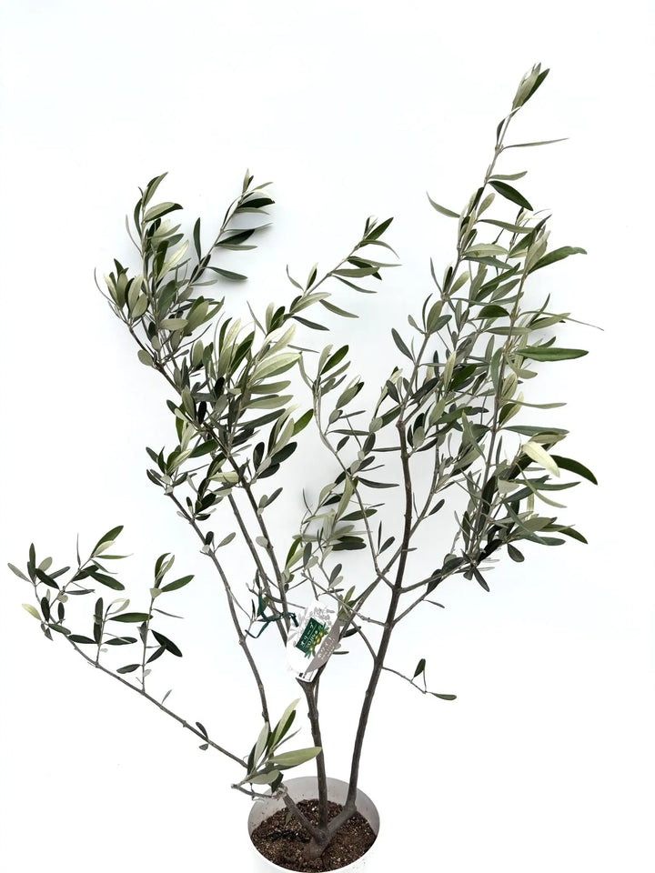 希少・白葉・室内向き】ホワイト（オリーブの木）〈柳型樹形〉｜約