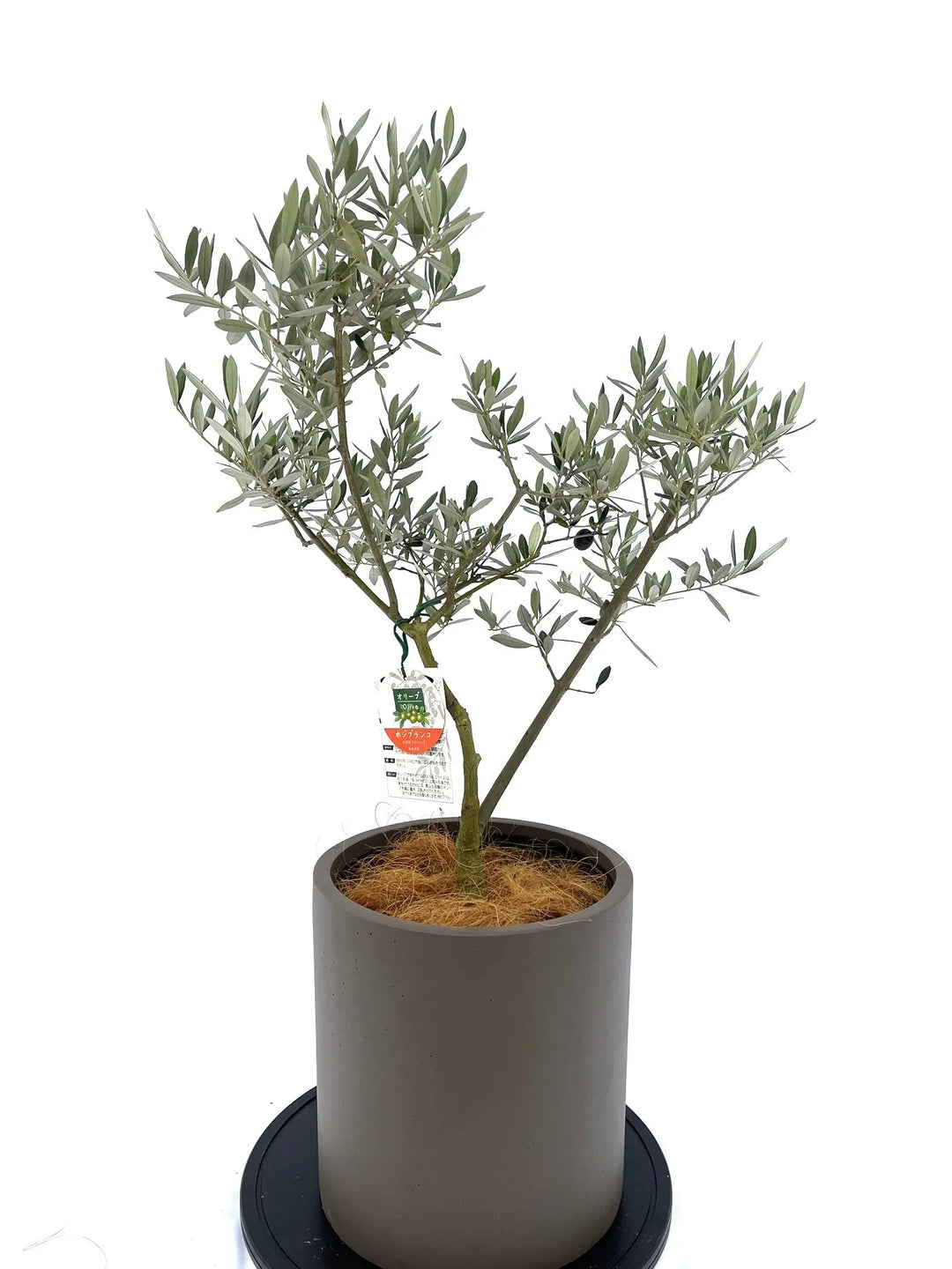 オリーブの木（全商品）｜写真の木をそのままお届け［現品販売］｜鶴亀