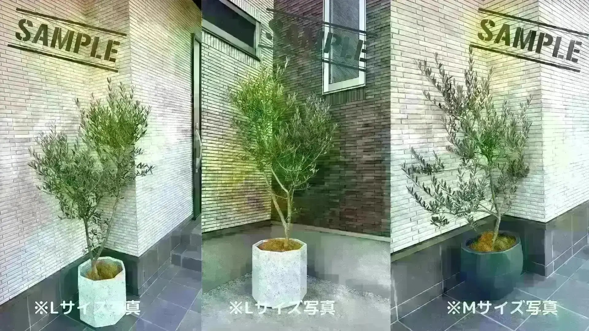 ルッカ Mサイズ 約150cm NO.10499 オリーブの木 人気品種 - 株式会社鶴亀園