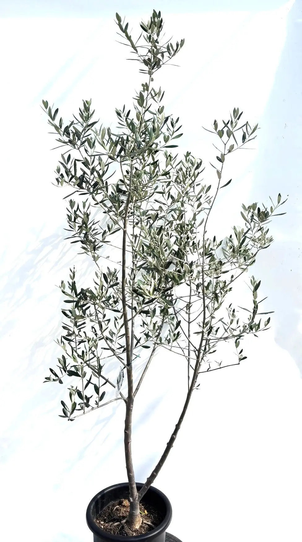 人気・寒冷地対応】ルッカ（オリーブの木）〈初心者向き〉｜200cm｜L