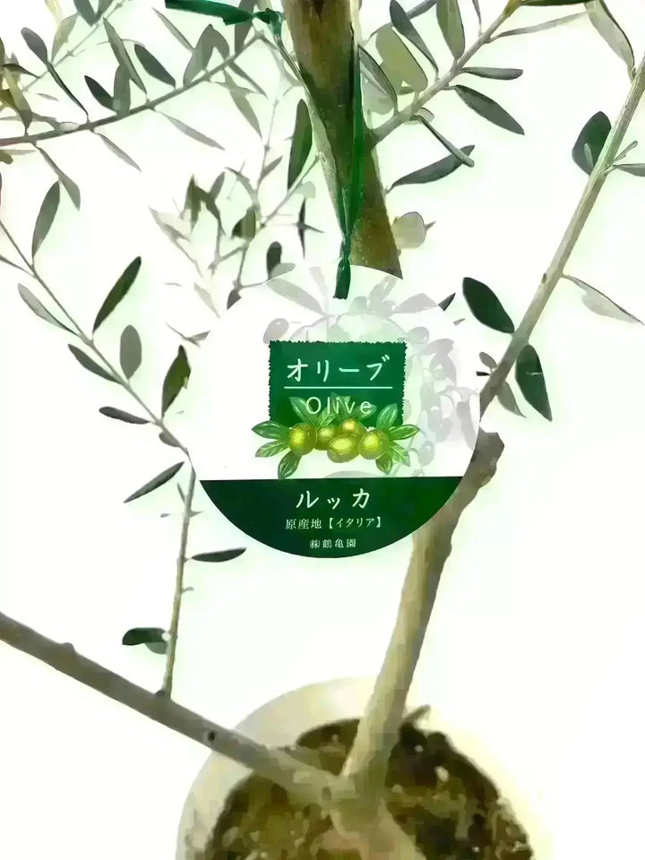 ルッカ Sサイズ 約60cm K-115 オリーブの木 古木 - 株式会社鶴亀園