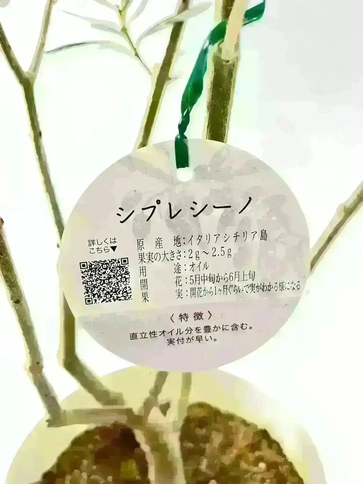 NEWシプレシーノ（オリーブの木）｜大型商品｜NO.1942｜約160cm｜人気