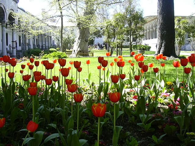 チューリップの原産地はトルコ！歴史や花言葉、育て方を解説 | トルコ