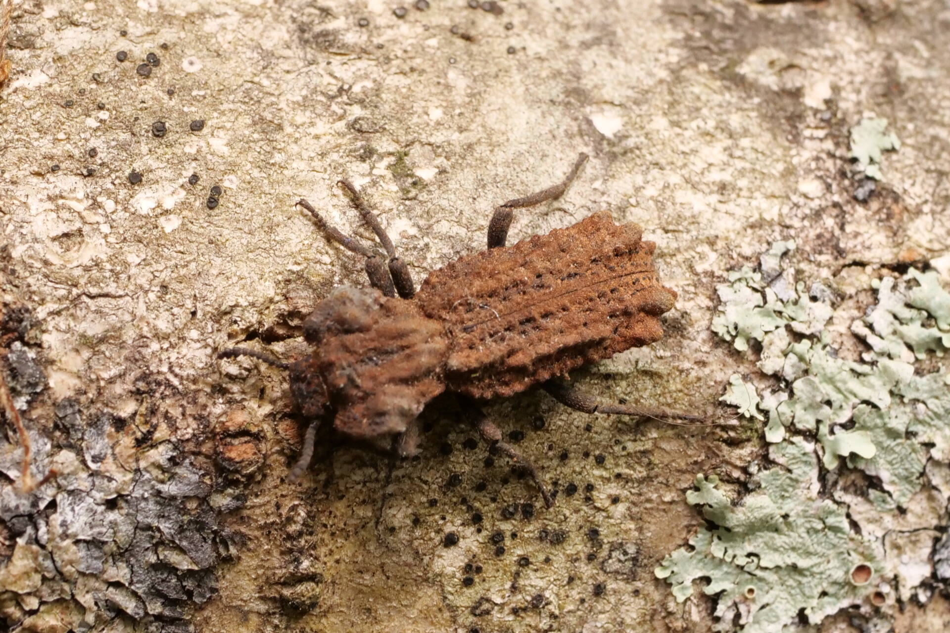 アトコブゴミムシダマシ] アトコブゴミムシダマシ (ギャラリー) - 虫林