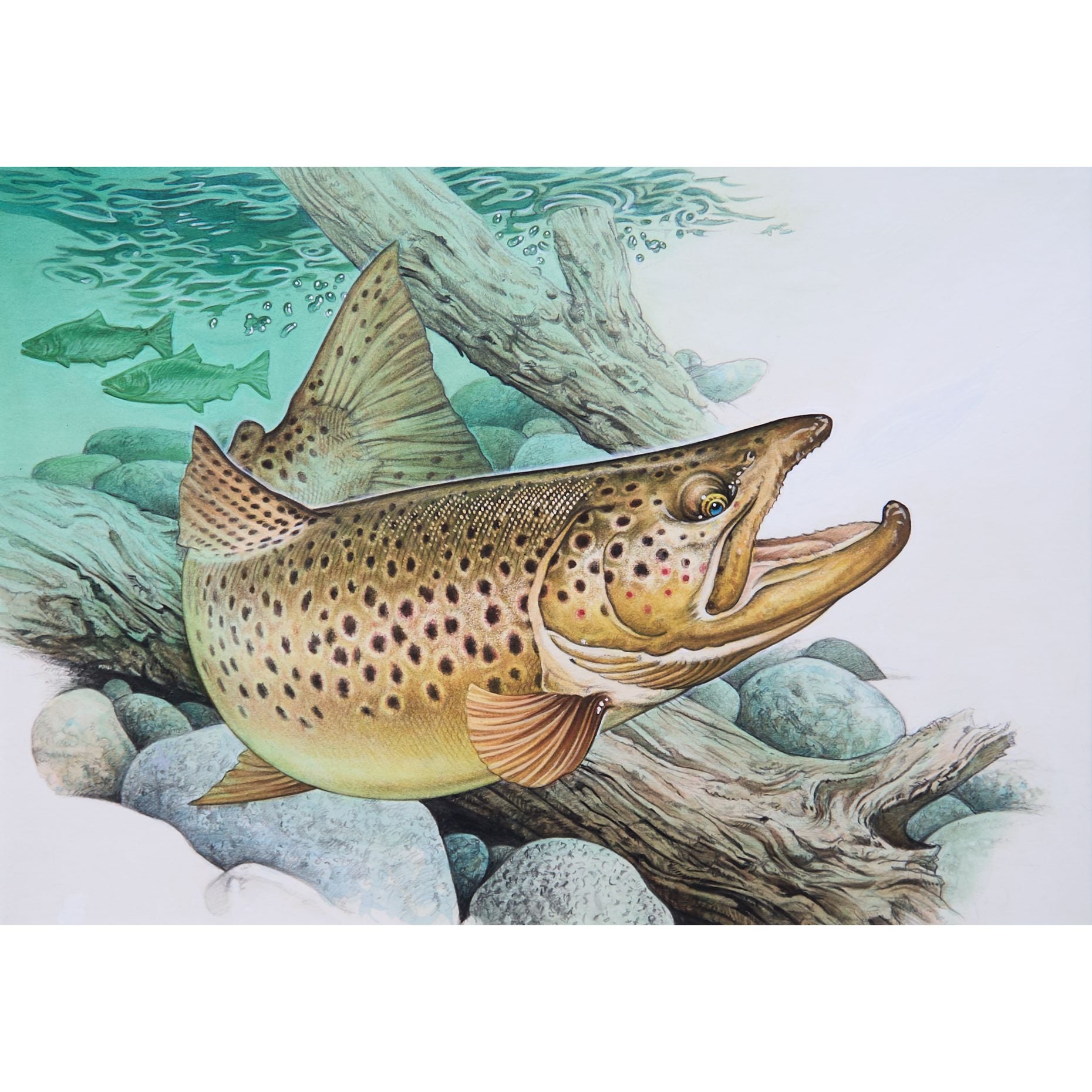 中禅寺湖「ブラウントラウト」原画 – Susumu Uchida