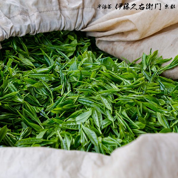 宇治抹茶 寿久 粉末 20g缶入 § じゅきゅう セレモニアルグレード