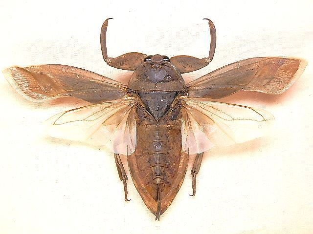 ☆大阪産タガメ：65mm標本☆ - INSECT ULTIMA