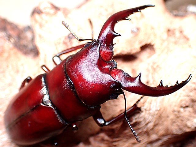 ☆貴重！美色！西表島産ヤエヤマノコギリ♂52mmペア☆ - INSECT ULTIMA