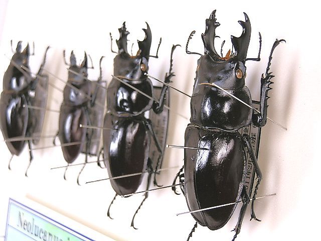 ヤエヤママルバネ 61mmup ペア ヤエヤママルバネクワガタ ペア ♂52mm