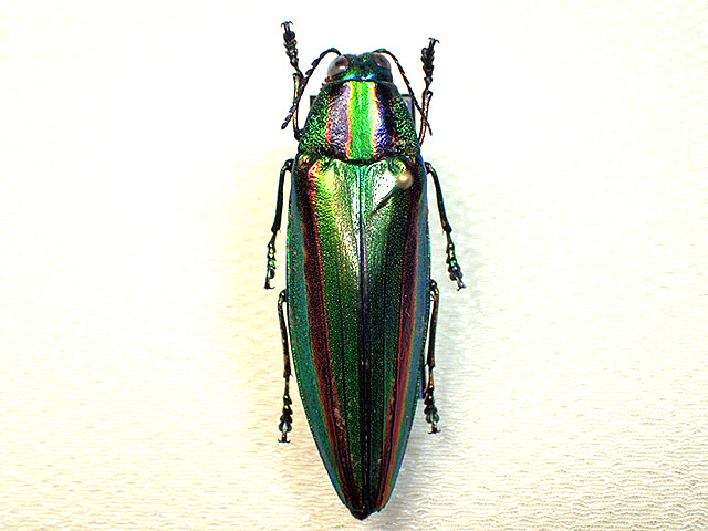 ☆能勢産ヤマトタマムシ40mm標本☆ - INSECT ULTIMA