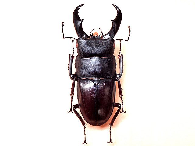 ☆セール！西表島産／赤翅系サキシマヒラタクワガタ♂66mm標本