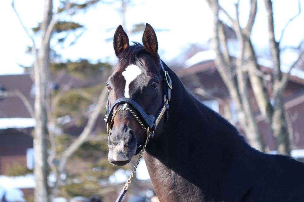 ハーツクライ〜心の叫びが届いた日～〔前編〕 | ウマフリ | 競馬コラム