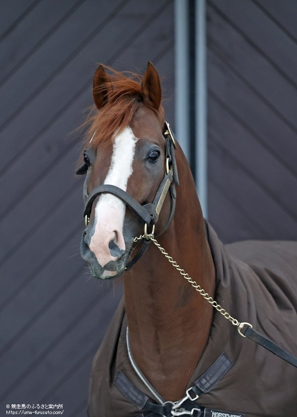 シャトル種牡馬が社台スタリオンステーションに帰厩 | 馬産地ニュース