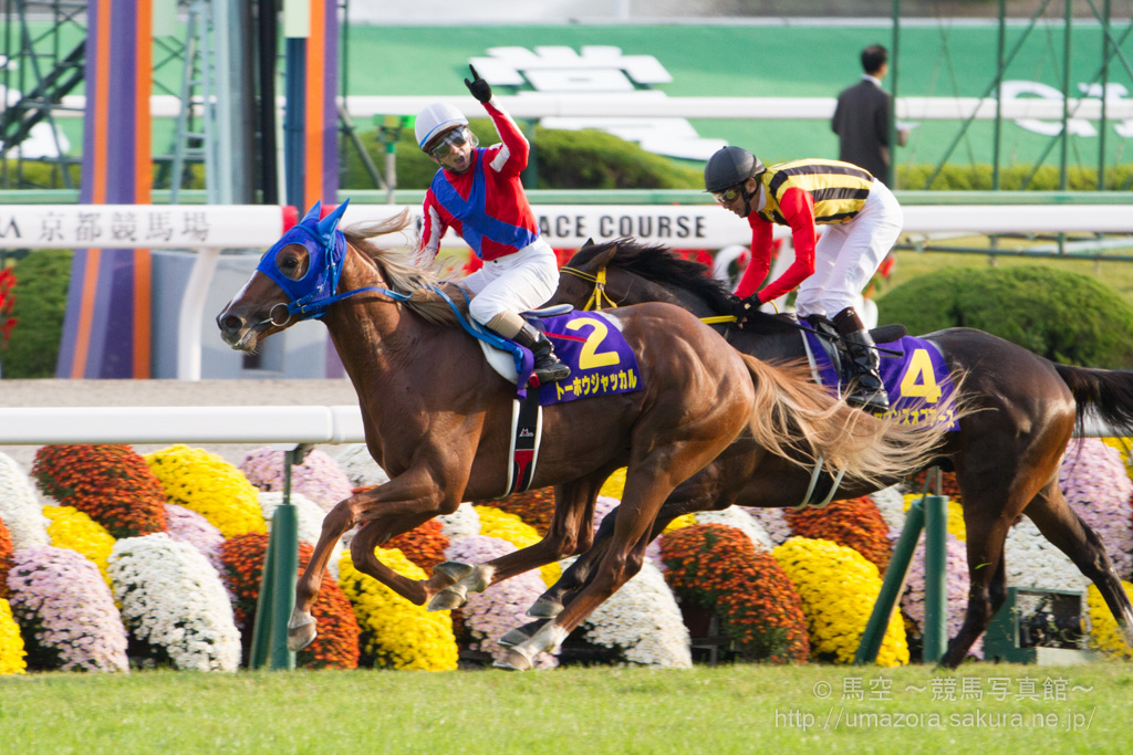 競馬写真】2014年 第75回菊花賞(GI) トーホウジャッカル