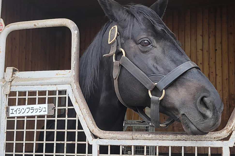 エイシンフラッシュ】第77回日本ダービー(現地的中馬券) エイシン