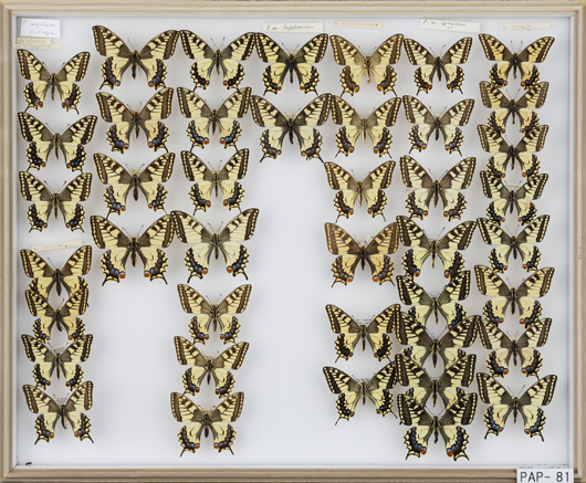 尾本惠市チョウ類コレクション2 - 東京大学総合研究博物館昆虫部門