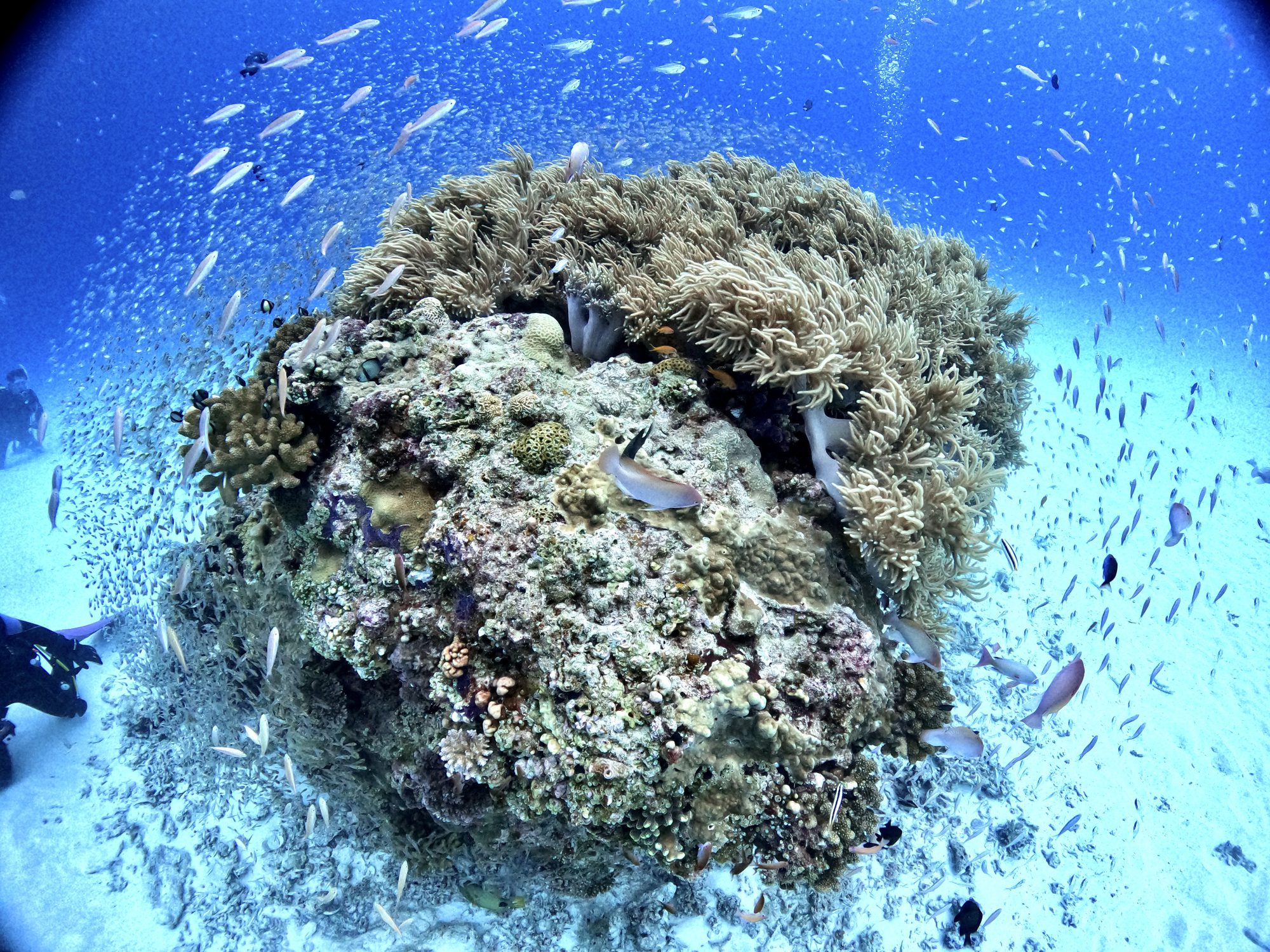 GoPro用 水中 広角レンズはこれがおすすめ！ワイドコンバージョン