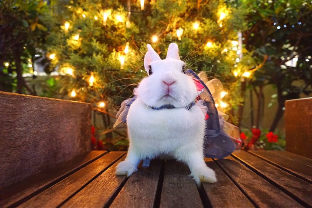 うさぎカフェうさびび【池袋】のうさぎさん達の紹介