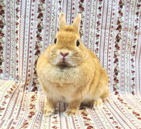 ネザーランドドワーフ AA21 オレンジ 女の子 うさぎ専門店 うさぎ舎