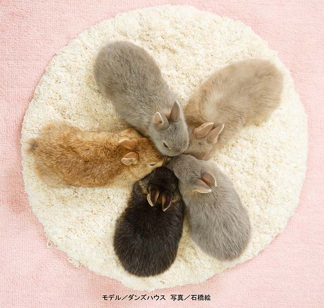 うさぎのカラー その2｜USAKURA