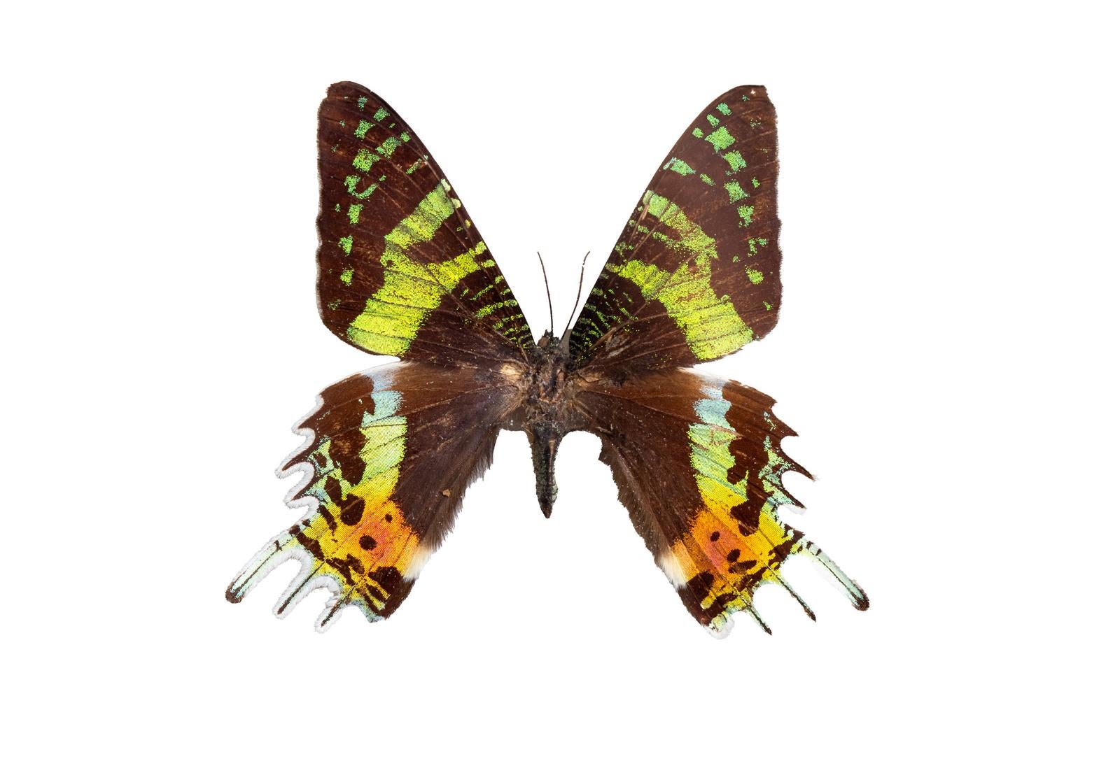 優雅に羽を広げたニシキオオツバメガの昆虫標本 - ぱくたそ