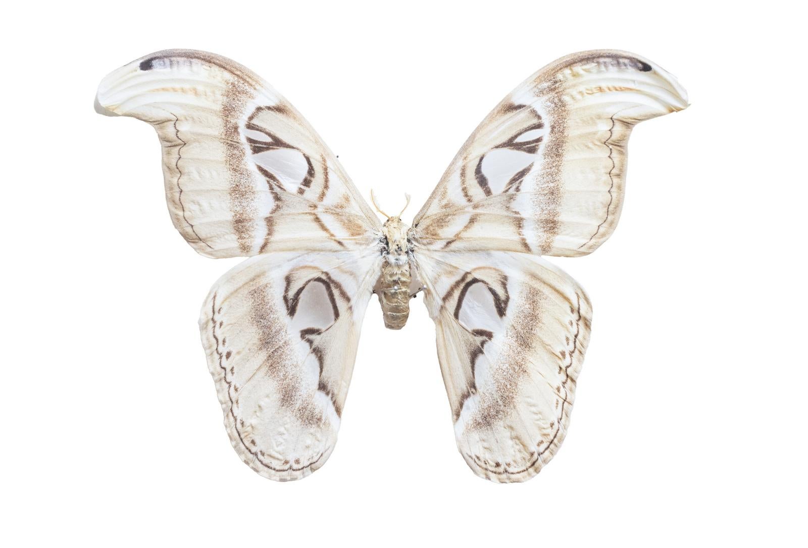 世界最大の蛾ヨナグニサンの剥製標本と翅の展開 - ぱくたそ