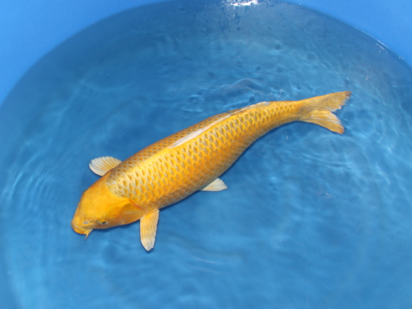 錦鯉 鯉 販売 通販 ネット販売 委託販売 特価 山吹黄金 62cm MU-001