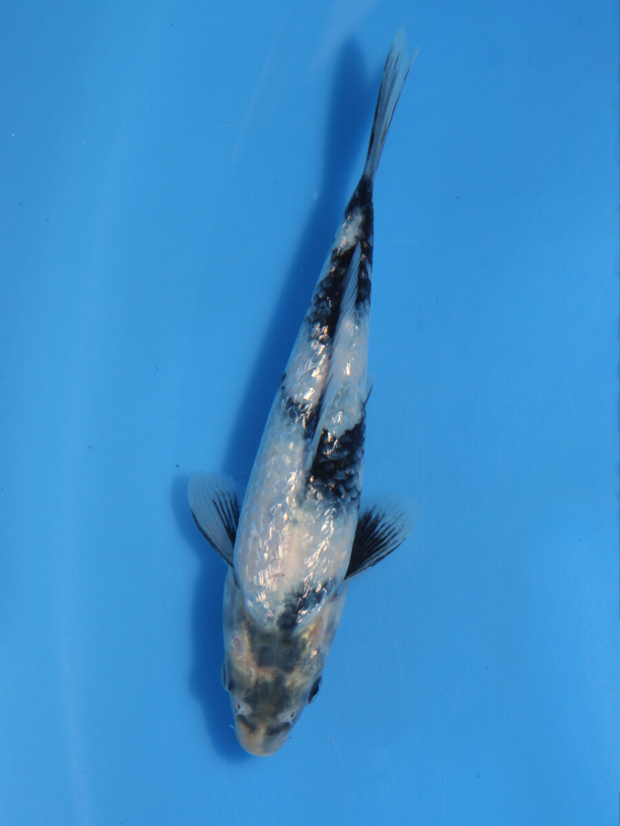 錦鯉 販売 通販 ネット販売 特価 銀鱗白写り 18cm BKK-151 - 錦鯉販売