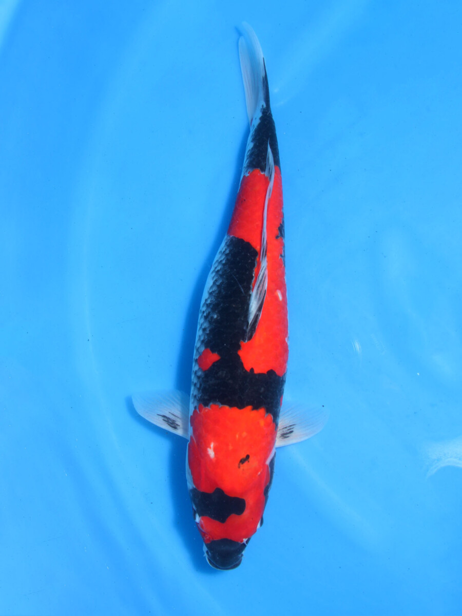 錦鯉 鯉 販売 通販 特価 黒五色 47cm AG1-327 - 錦鯉販売 株式会社 鱗