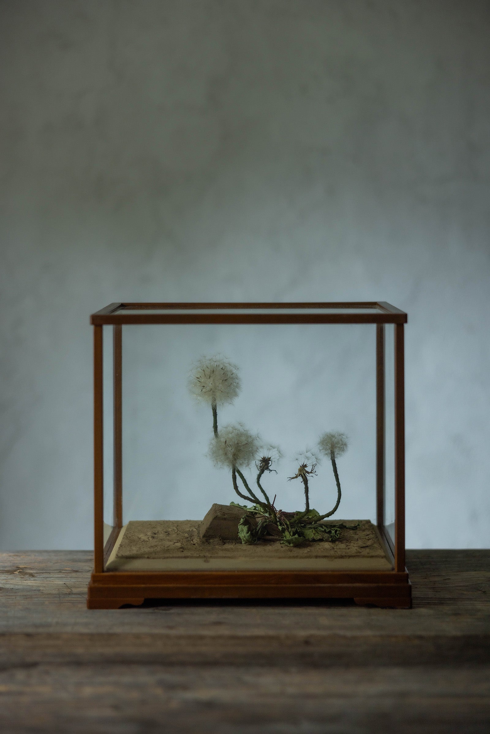 はいいろオオカミ + 花屋 西別府商店 Sence of wonder-2 14