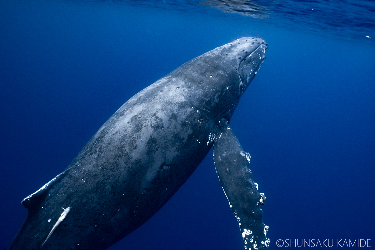 2022奄美大島ホエールスイムツアーレポート - 陽だまりスタジオ | 水中