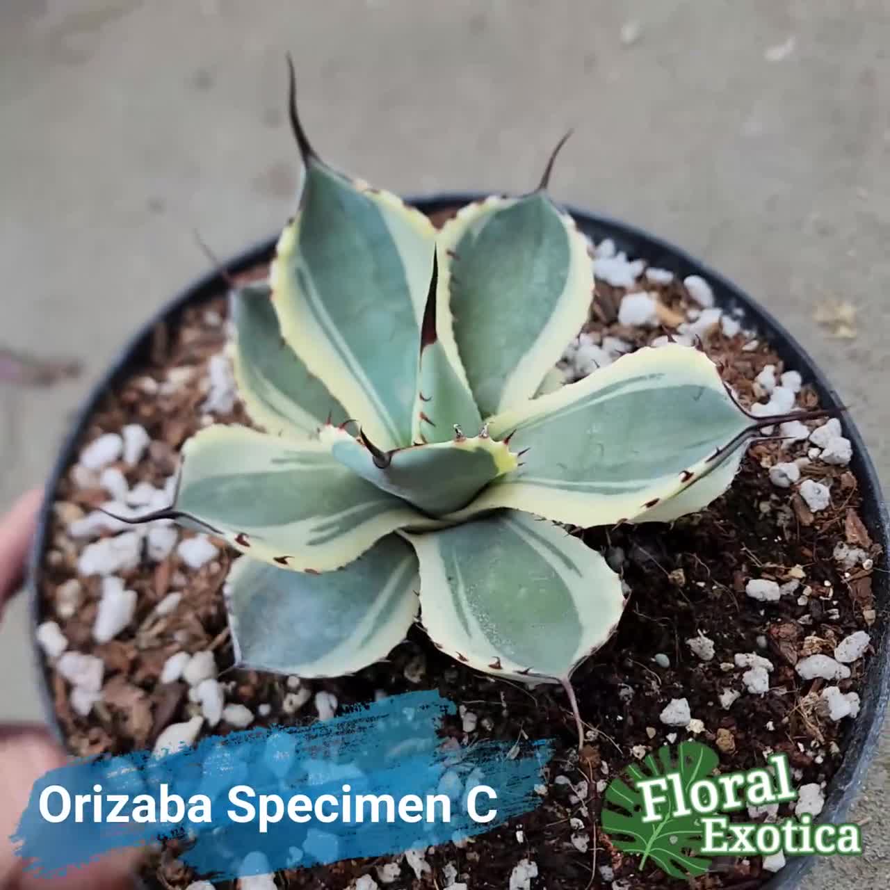 Agave Parryi Truncata 'Orizaba' - アガベ パリー トランカタ