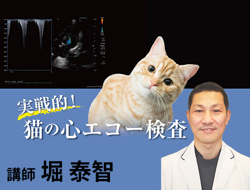 実戦的！猫の心エコー検査|VetMovie 獣医師向け映像教材配信